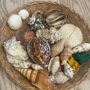 Decorative Seashell Collection in Wicker Basket